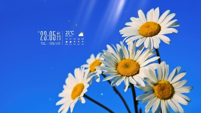 4k治愈小雏菊风景