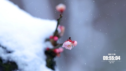 雪中梅花