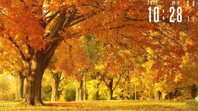 来自秋天的落叶