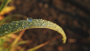 水珠晶莹