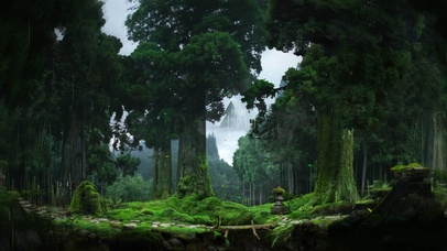 4k 治愈护眼雨天绿林
