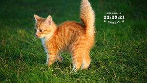 可爱阳光猫咪
