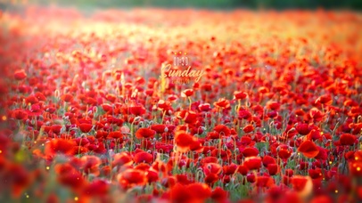 6K超清唯美治愈护眼花的海洋