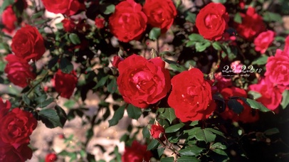 雨天清新治愈玫瑰花盛开