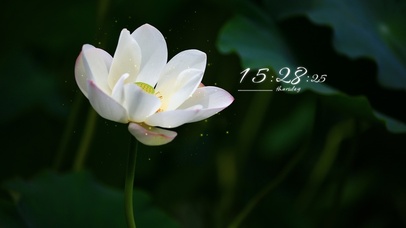 4k高清治愈小清新系列