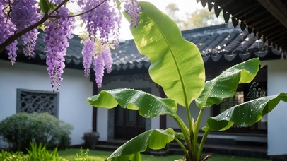 小院子里芭蕉树