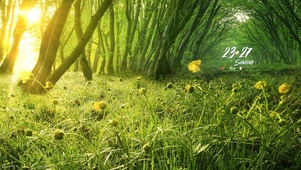 治愈夏日森林花丛