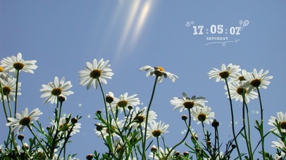 4k小雏菊风景（可爱时间）