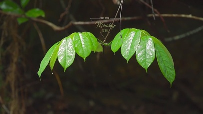 雨打树叶