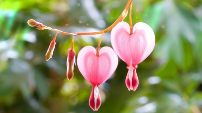 唯美可爱风铃花