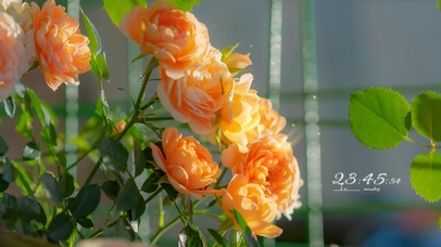 4K唯美阳光下的月季花