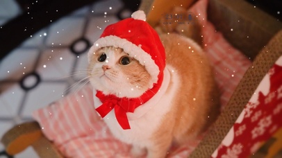 圣诞节猫咪