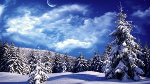 月云雪松