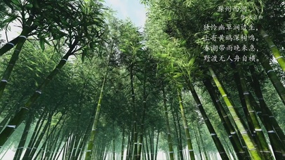 竹林清纯壁纸图片 动态桌面壁纸图片 动态壁纸下载 元气壁纸