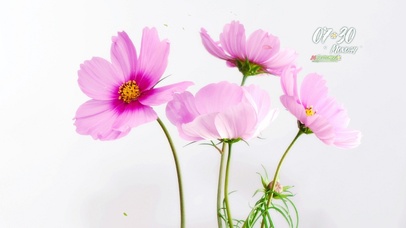 4k简约唯美系列