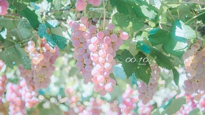 治愈夏季葡萄树
