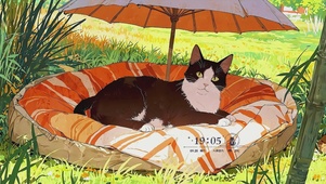 遮阳伞下的小猫