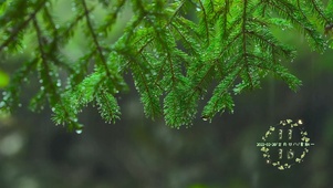 静心春雨