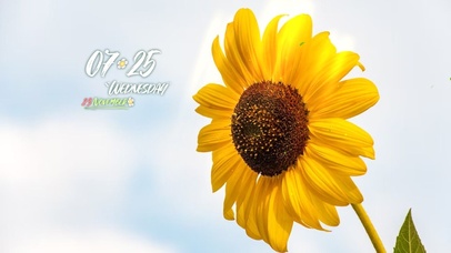 4k阳光温暖向日葵桌面