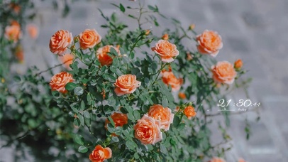 治愈清新玫瑰花