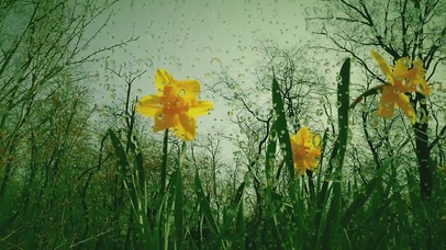 4K唯美治愈绿色护眼雨滴屏