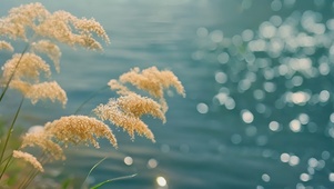4k秋天湖水边的芦苇从