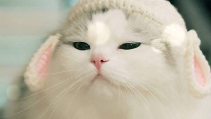 眯眼的小喵喵