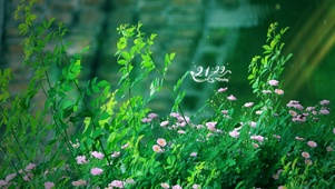 4k唯美蔷薇花