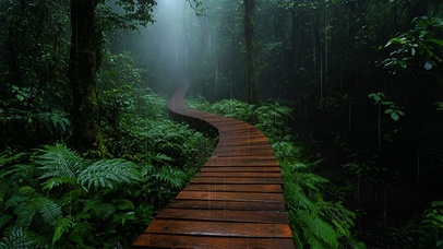 雨林步道