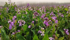 看雨是一种发泄