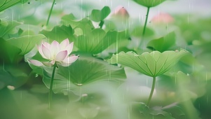 下雨天的荷塘 荷花