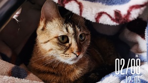 谁知道小猫咪的脑子里在想什么呢