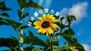 治愈阳光向日葵风景