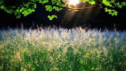 阳光沐浴的花草