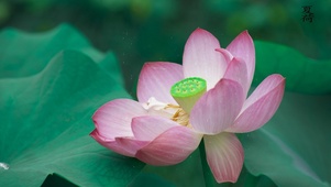 夏荷