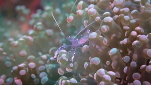美丽海底生物