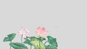 4k高清唯美荷花系列