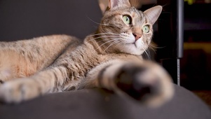 猫咪