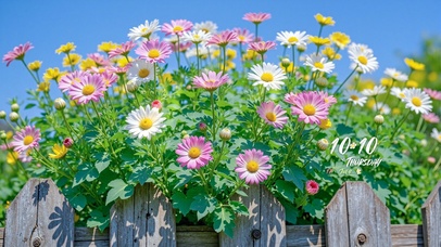 藏不住的五彩小花