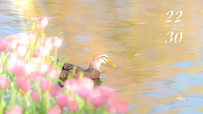 郁金香丫丫  壁纸
