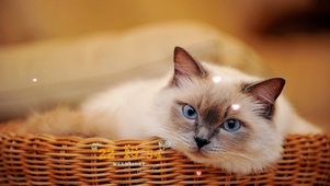 篮子里的猫咪