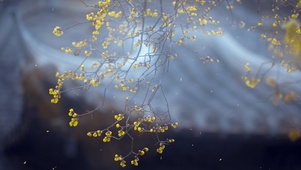 杏花微雨