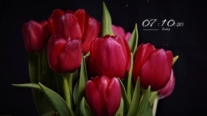 4k清新郁金香桌面