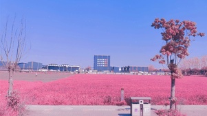 浪漫樱花粉