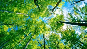 4k绿色阳光森林
