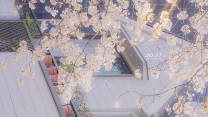 4k 治愈唯美樱花落