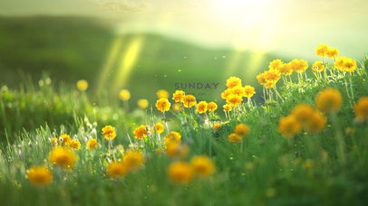 沐浴阳光的鲜花