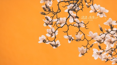 4k 春天寺庙黄墙的玉兰花