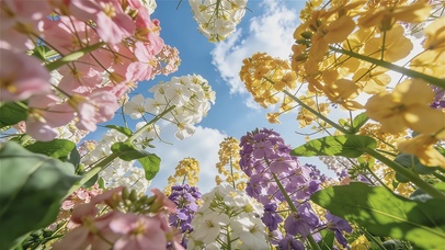 漫野花田春意正浓