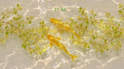 玄学 招财 风水 金色传说